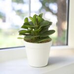 Decoratieve groene kunstplant in witte pot – 21 cm hoog - Afbeelding 3