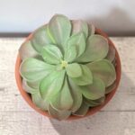 Kunstplant vetplant groen met gekleurde accenten – Ø 15 cm